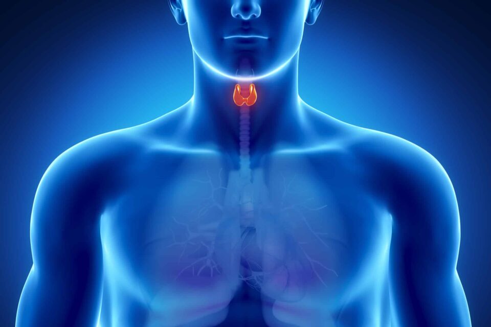 Endocrinologo